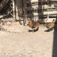 سیبرایت گلد