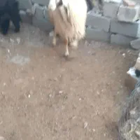 یک راس شیشک دومی بره اشه چپرپرشیروچاق