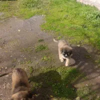 واگذاری توله سرابی اصیل|سگ|رشت, حومه رشت|دیوار