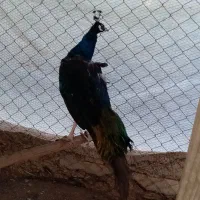 فروش طاووس های هندی|پرنده|قائم‌شهر, |دیوار