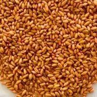گندم ریژاو اسلاح شده تمیز