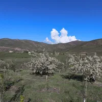باغچه