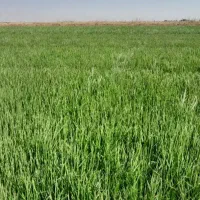 فروش زمین کشاورزی|فروش دفتر صنعتی، کشاورزی، تجاری|حمیدیه, |دیوار