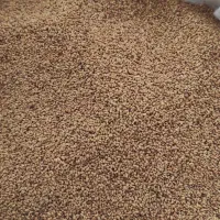 بذر یونجه محلی سنقر