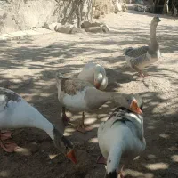 قاز