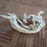 پرنده تکه چوب پوسیده هزار ساله