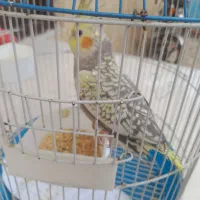 عروس هلندی سخنگو|پرنده|رشت, دخانیات|دیوار