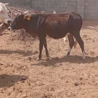 گاو|حیوانات مزرعه|کهنوج, |دیوار
