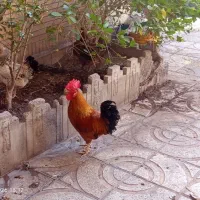 خروس|حیوانات مزرعه|بم, |دیوار