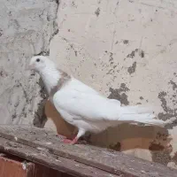 کلفه ماده عسل همدانی