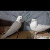 کبوتر|پرنده|بومهن, |دیوار