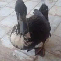 اردک فروشی