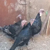 بوقلمون ماده