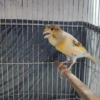 قناری|پرنده|اردبیل, |دیوار