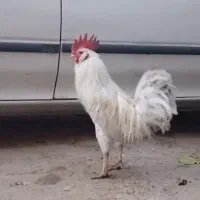 خروس|حیوانات مزرعه|اسلامآباد غرب, |دیوار