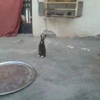 خرگوش لوپ