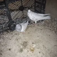 کبوتر پرشی|پرنده|پاکدشت, پاکدشت (مامازند)|دیوار