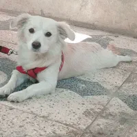 اشپیتز ماده