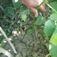 نهال|عمده‌فروشی|میاندوآب, |دیوار