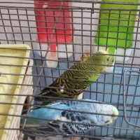یک جفت مرغ عشق مولد