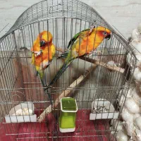 طوطی خورشیدی|پرنده|سمنان, |دیوار