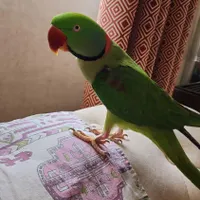 گمشده