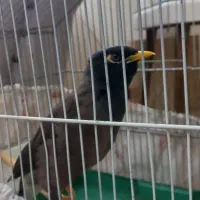 مرغ مینا سرحال  سخنگو