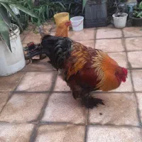 خروس ومرغ برهما غول پیگروارداتی استسناعی