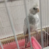 عروس هلندی ماده