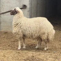 بره نر گوسفند نر چاق