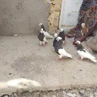 کفترطوقی|پرنده|شال, |دیوار