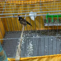 جفت نروماده کارداده شش تخم