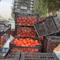 گوجه قیمت خرید|حراج|ساوه, |دیوار