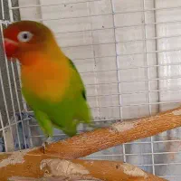 عروس هلندی طوطی برزیلی فنچ فروش به علت مهاجرت|پرنده|اسلام‌شهر, شهرک الهیه|دیوار