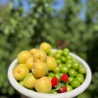 فروش باغ ۲۵۰ متری درپیربکران|فروش زمین و ملک کلنگی|اصفهان, سپاهان‌شهر|دیوار