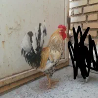 خروس چهل تاج عربی