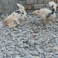 تخم گلین از مولدهای با کیفیت|حیوانات مزرعه|انبارآلوم, |دیوار