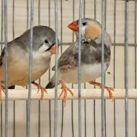 فنچ کینگ مولد در همه ی نژادها|پرنده|تهران, چهارصد دستگاه|دیوار