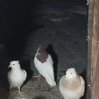 کفتر