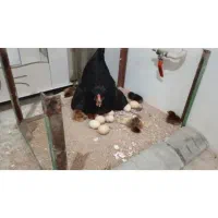 جوجه مرغ ۴ ماهه  ۵ عدد