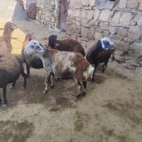 گوسفند