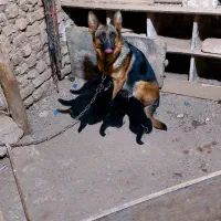 سگ ژرمن ماده