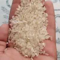 برنج کامفیروزی