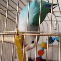 طوطی برزیلی (توضیحات آگهی)|پرنده|بوکان, |دیوار