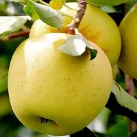 نهالستان شهر نهال با ضمانت کتبی 5 ساله|خدمات باغبانی و درختکاری|ایلام, |دیوار