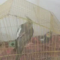 دو جفت عروس هلندی با قفس