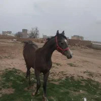 کره اسب|اسب و تجهیزات اسبسواری|تهران, منیریه|دیوار