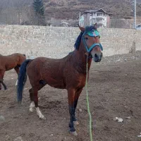 اسب باری سواری