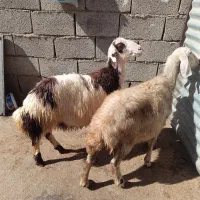 بره و میش|حیوانات مزرعه|سیلاخور, |دیوار