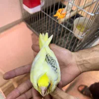 عروس هلندی رام نژاد مختلف